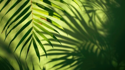 Naklejka premium Green palm leaf shadow on abstract backdrop for eco cosmetic promotion