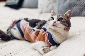 Close up of white and grey cat wearing bandage after sterilization lying on couch at home. Pet relaxing after surgery