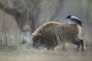 Dzik euroazjatycki, dzik, (Sus scrofa) © Bartosz Rakoczy