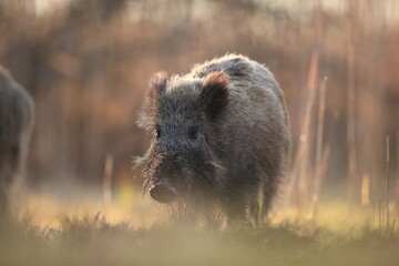 Dzik euroazjatycki, dzik, (Sus scrofa) © Bartosz Rakoczy