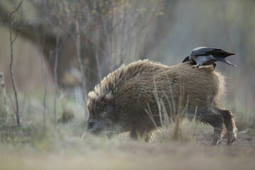 Dzik euroazjatycki, dzik, (Sus scrofa) © Bartosz Rakoczy