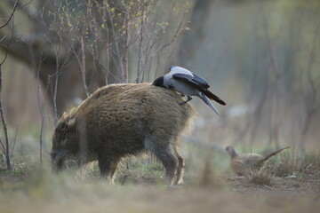 Dzik euroazjatycki, dzik, (Sus scrofa) © Bartosz Rakoczy