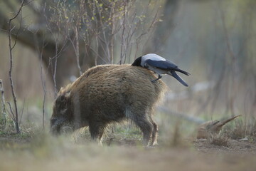 Dzik euroazjatycki, dzik, (Sus scrofa) © Bartosz Rakoczy