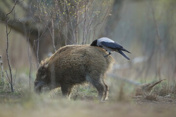Dzik euroazjatycki, dzik, (Sus scrofa) © Bartosz Rakoczy