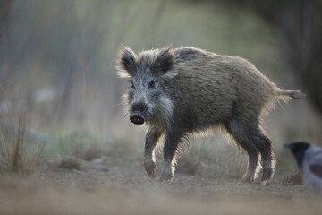 Dzik euroazjatycki, dzik, (Sus scrofa) © Bartosz Rakoczy