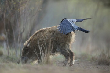 Dzik euroazjatycki, dzik, (Sus scrofa) © Bartosz Rakoczy