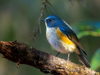 森の中で枯れ木に留まって周りを見渡しているルリビタキの雄