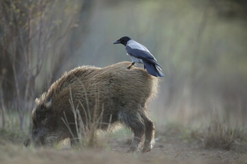 Dzik euroazjatycki, dzik, (Sus scrofa) © Bartosz Rakoczy