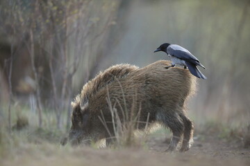 Dzik euroazjatycki, dzik, (Sus scrofa) © Bartosz Rakoczy