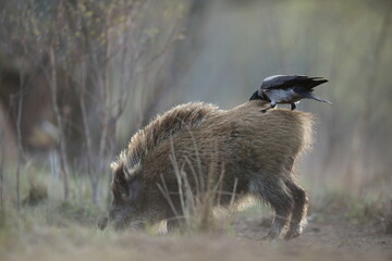 Dzik euroazjatycki, dzik, (Sus scrofa) © Bartosz Rakoczy