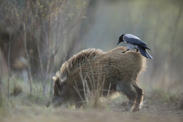Dzik euroazjatycki, dzik, (Sus scrofa) © Bartosz Rakoczy
