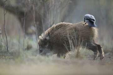 Dzik euroazjatycki, dzik, (Sus scrofa) © Bartosz Rakoczy