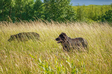 Two black dogs hunting in long hay grass with a forest and blue lake in the background