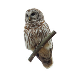 Barred Owl - Strix varia - Bird of Prey Isolated