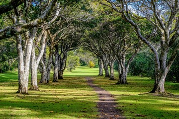 Macadamia Plantation Rows of macadamia trees in a neat plantation setting, with nuts scattered on the ground.