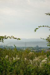 Blue low hills in the background and meadow full of flowers and with tall bushes on the sides in the foreground, North Rhine-Westphalia, Germany