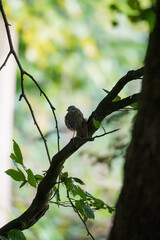 Close up of a silhouette of a European Robin bird (Erithacus rubecula) sitting on a tree branch with a tree trunk on the right and bright green leaf background, North Rhine-Westphalia, Germany