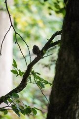 Silhouette of a European Robin bird (Erithacus rubecula) sitting on a tree branch with a tree trunk on the right and bright green leaf background, North Rhine-Westphalia, Germany