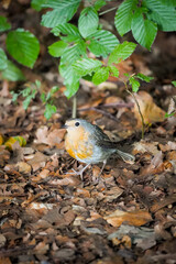 Close up of a European Robin bird (Erithacus rubecula) standing on the ground in old brown leafs and green leaf plant is on the top of it, North Rhine-Westphalia, Germany
