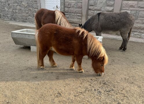 Beautiful shot of small Noma horse, Noma pony spotted at the zoo. Smallest horse breeds, dwarf horse. The Noma-uma is a rare Japanese small horse breed.
