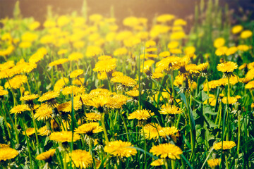 summer background, yellow dandelions, warm summer day