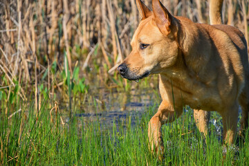 dog walks in the swamp, hunting