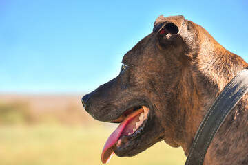 
portrait of a terrier-type brown pit bull dog