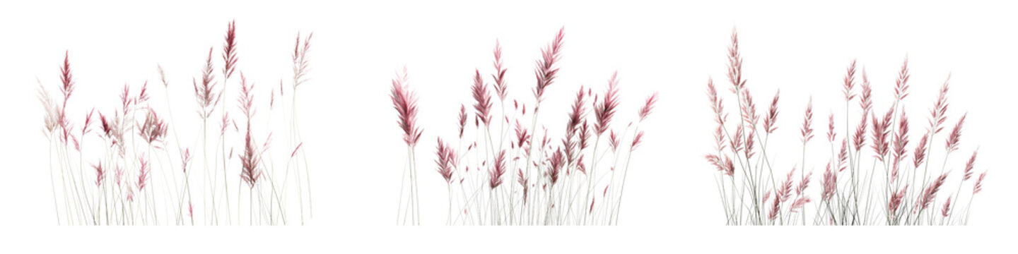 Purple Stipa grases, needle grasses, European feather grasses, Fountain grasses, isolated on white or transparent background png