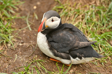 Atlantic Puffin, (Fratercula arctica), North Iceland