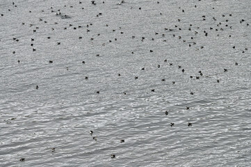 Atlantic puffins colony, Iceland