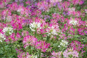 Beautiful Spiny Spider-flowers (Cleome spinosa) .