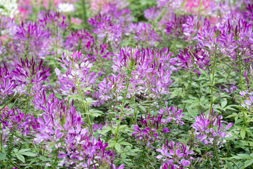 Beautiful Spiny Spider-flowers (Cleome spinosa) .