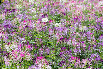 Fototapeta premium Beautiful Spiny Spider-flowers (Cleome spinosa) .
