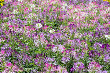 Beautiful Spiny Spider-flowers (Cleome spinosa) .