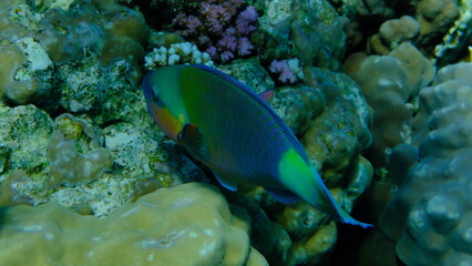 Rusty parrotfish (Scarus ferrugineus) undersea, Red Sea, Egypt, Sharm El Sheikh, Montazah Bay