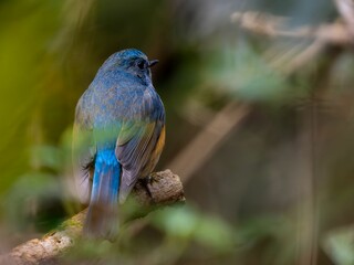 森の中で枯れ木に留まって周りを見渡しているルリビタキの雄