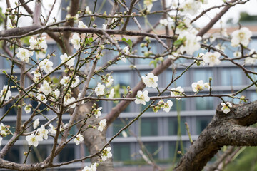 Beautiful plum flowers in thepark.