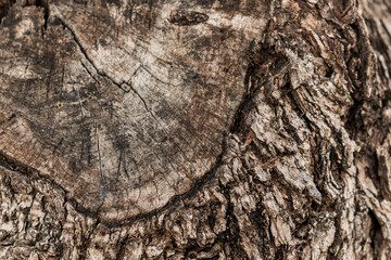 Close up of tree stump showing growth rings and bark texture