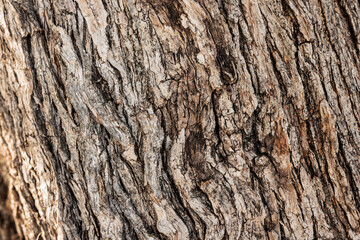 Close up of rough textured tree bark showing natural patterns