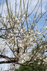 Beautiful plum flowers in thepark.