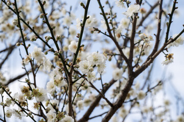 Beautiful plum flowers in thepark.