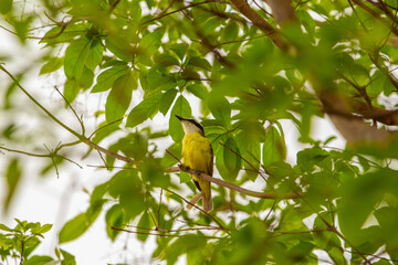 Um Bem-te-vi empoleirado no galho de uma árvore frondosa. Pitangus sulphuratus