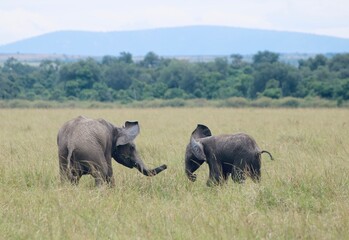 Fototapeta premium Playing baby elephants