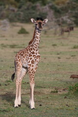 giraffe in the wild