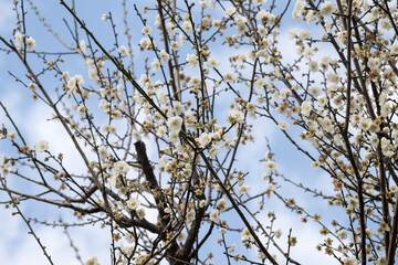 Beautiful plum flowers in thepark.