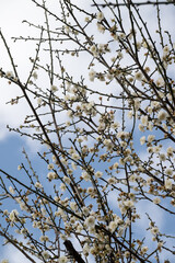 Beautiful plum flowers in thepark.