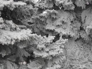 lichen on tree