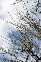 Beautiful plum flowers in thepark.