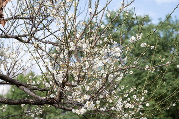 Beautiful plum flowers in thepark.