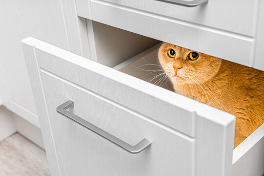 ginger cat hiding in kitchen cabinet drawer. the cat hides from people in the closet. cat plays hide and seek. deviant behavior in cats. cat psychology. 